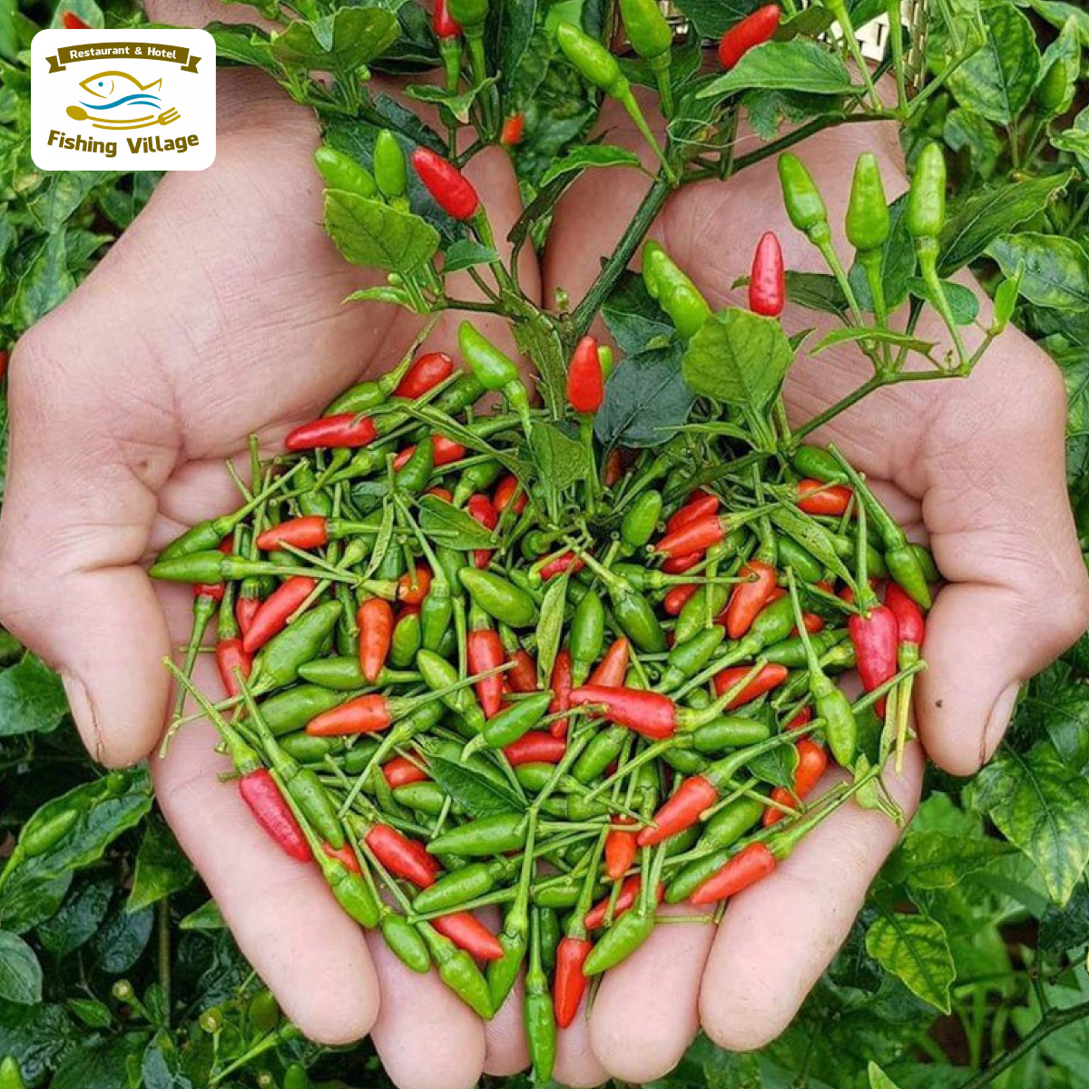 Thưởng thức m&oacute;n lẩu g&agrave; tiềm ớt hiểm Phan Thiết tại nh&agrave; h&agrave;ng L&agrave;ng Ch&agrave;i Mũi N&eacute;