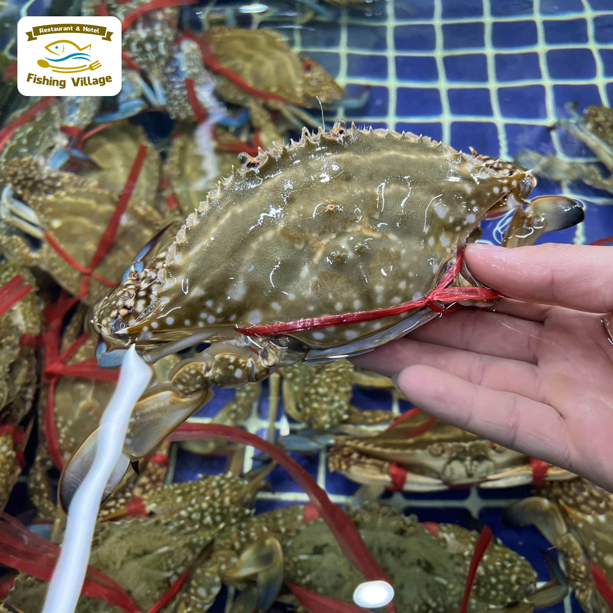 Đặc sản hải sản tươi sống tại nh&agrave; h&agrave;ng L&agrave;ng Ch&agrave;i Mũi N&eacute;